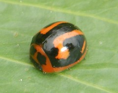 Dicranosterna selene