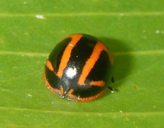 Dicranosterna selene