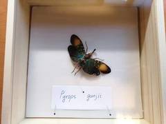 Pyrops gunjii