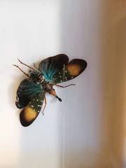 Pyrops gunjii