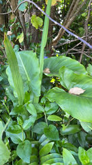 Zantedeschia aethiopica