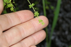 Galium leptogonium