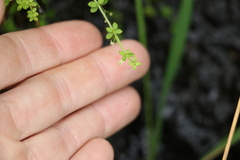 Galium leptogonium