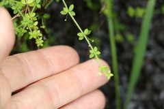 Galium leptogonium