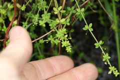 Galium leptogonium