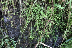 Galium leptogonium