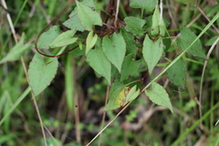 Muehlenbeckia gracillima