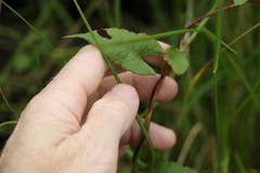 Muehlenbeckia gracillima