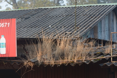 Garnotia