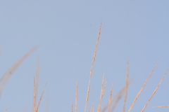 Garnotia