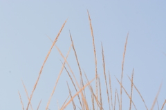 Garnotia