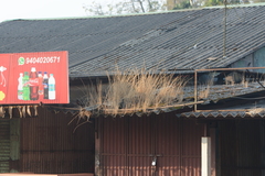 Garnotia