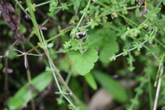 Pelargonium inodorum