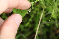 Pelargonium inodorum