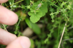 Pelargonium inodorum