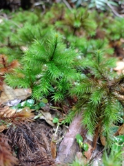Dendroligotrichum dendroides