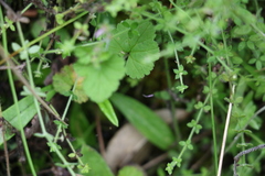 Pelargonium inodorum