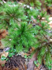 Dendroligotrichum dendroides