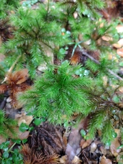 Dendroligotrichum dendroides