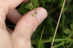 Pelargonium inodorum
