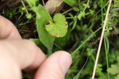 Pelargonium inodorum