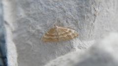 Idaea circuitaria