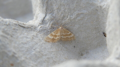 Idaea circuitaria
