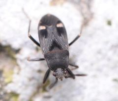 Lanchnophorus
