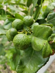 Citrus hystrix