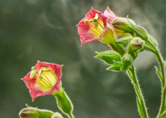 Nicotiana tomentosa