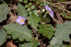 Solanum pungetium
