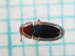 Dacne bipustulata