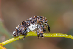 Isacantha dermestiventris