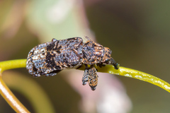 Isacantha dermestiventris