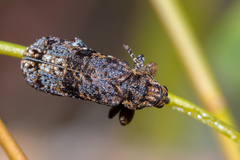 Isacantha dermestiventris