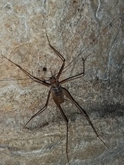 Dolichopoda thasosensis