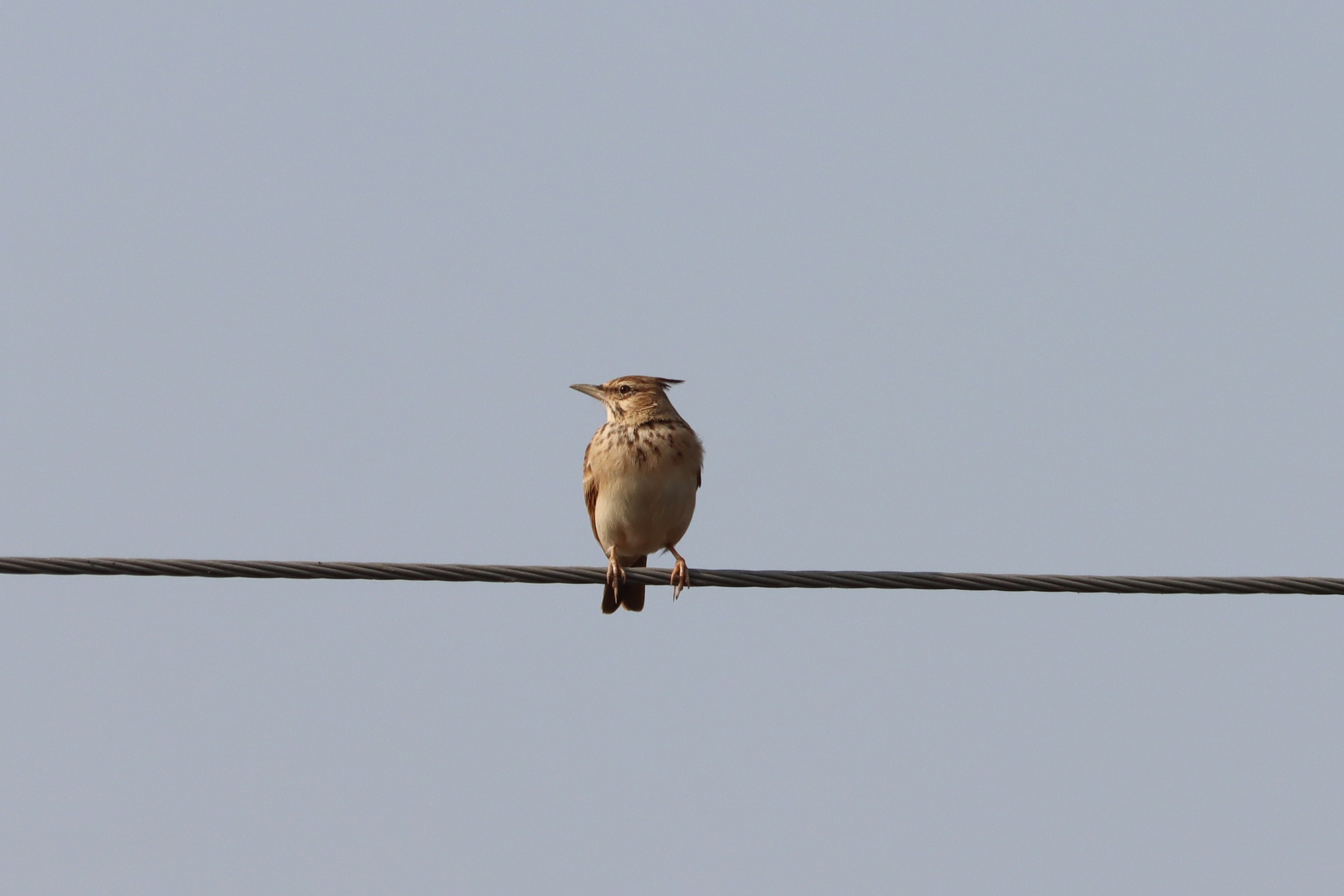 Crested Lark