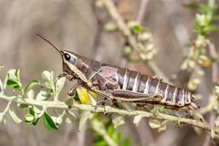 Monistria discrepans