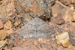 Taxeotis reserata