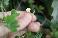 Oxalis chnoodes