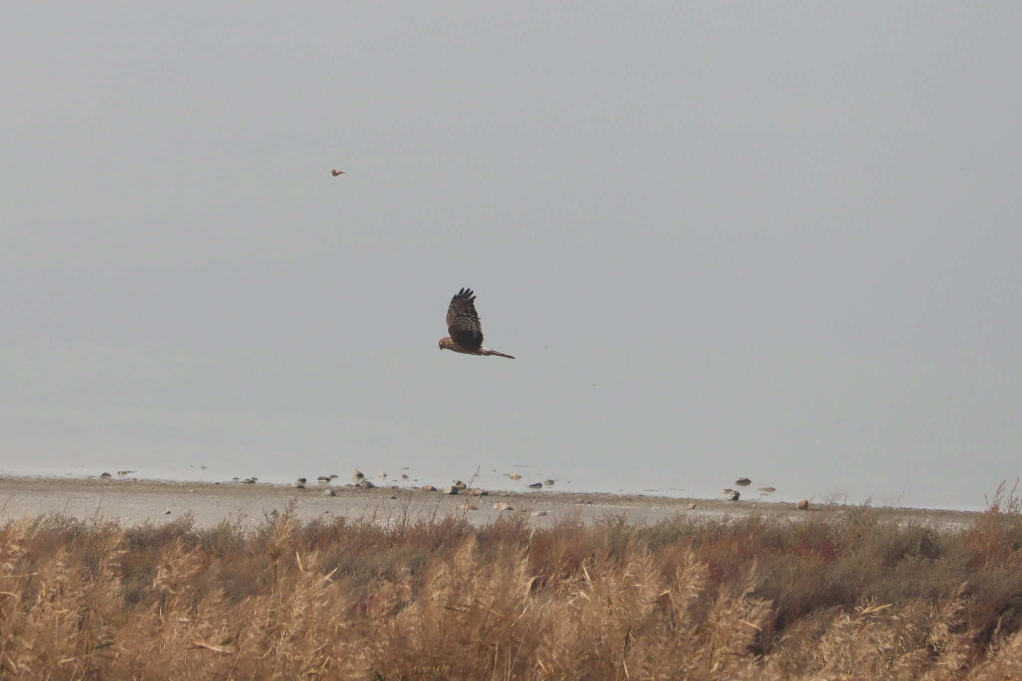 Hen Harrier