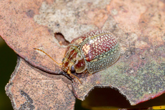 Paropsisterna laesa