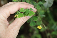 Oxalis chnoodes