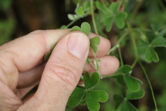 Oxalis chnoodes