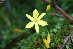 Bulbine vagans