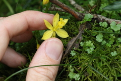 Bulbine vagans