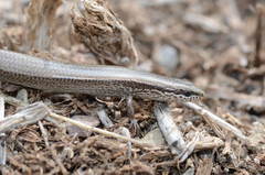 Ablepharus deserti