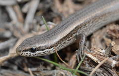 Ablepharus deserti