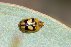 Peltoschema hamadryas