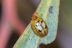 Peltoschema hamadryas